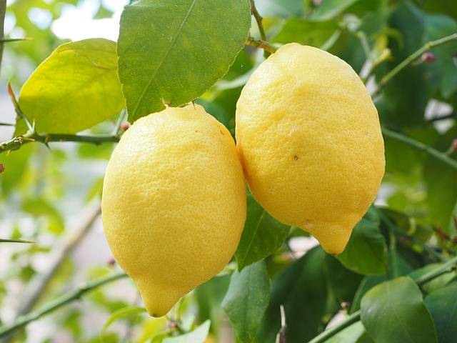 广东香水柠檬价格多少钱一斤？广东各地香水柠檬批发价一览